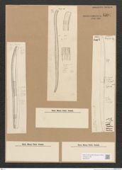Diatomeae indet. Zeichnungen Sammlung Grunow Nr. 4504 (NHMW-BOT-W0372471)